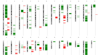 microarray comparative genomic hybridization